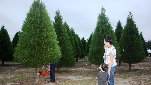 alabama christmas tree farms stay evergreen despite alabama christmas tree farms stay evergreen despite