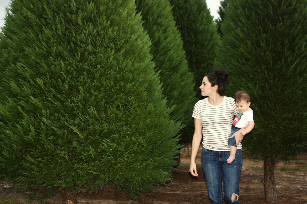 28 best christmas tree farms alabama christmas tree 28 best christmas tree farms alabama christmas tree